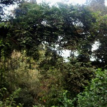 Jungle on the Ruta 9